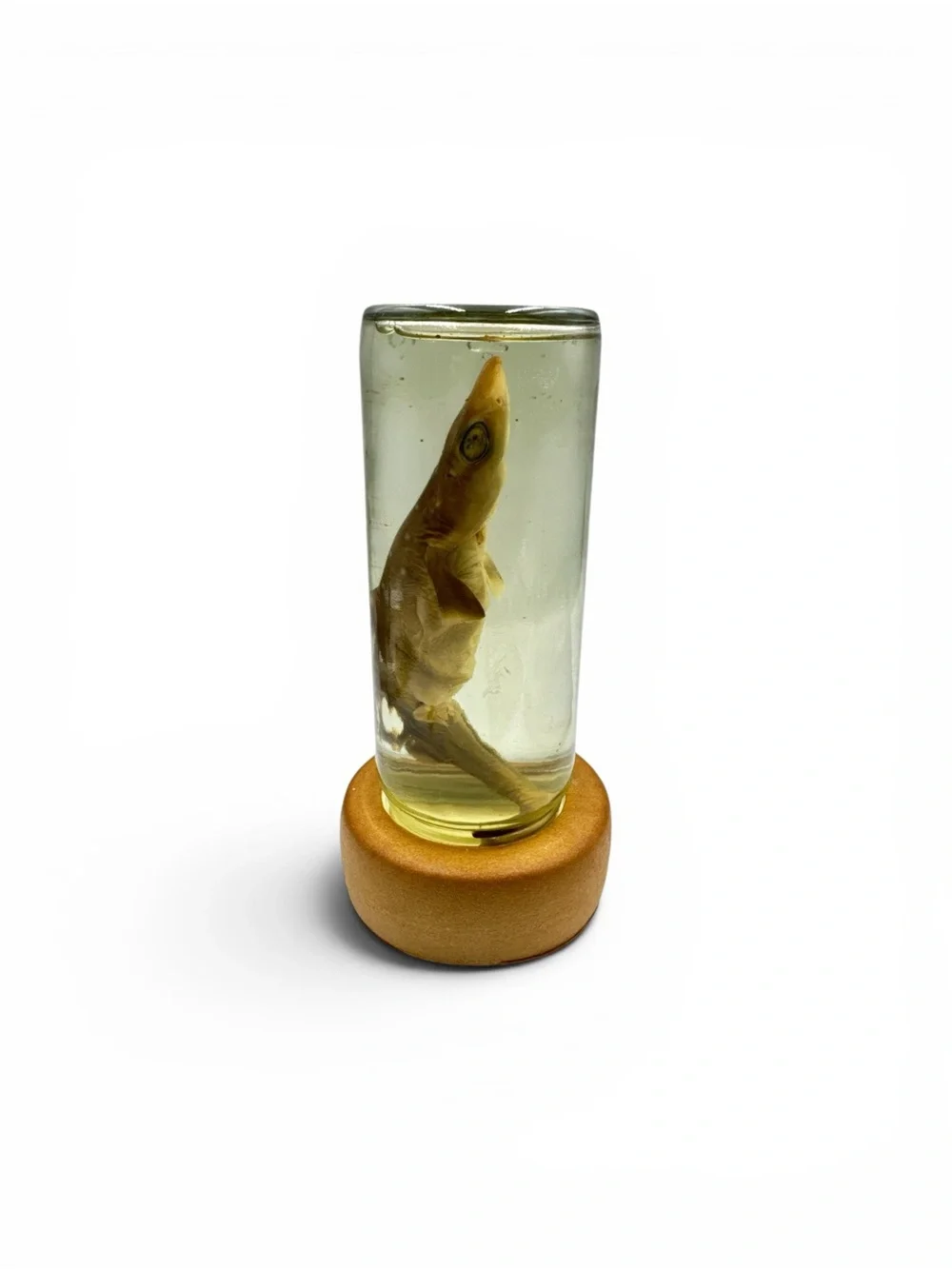 Vintage Y2K Wet Specimen Shark Baby Skark Wet Specimen Taxidermy Oddities Oddity
